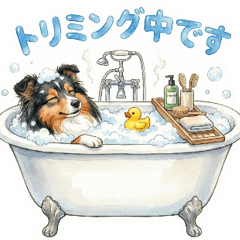 Tricolor Sheltie Care Sharing Stickers