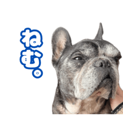 komakoma_20260205021728