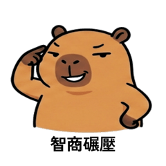 今天的我…是水豚