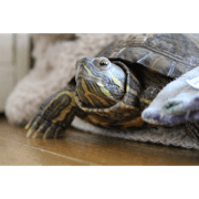 Cute turtle!