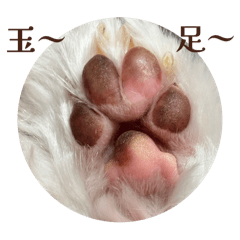 馬爾吉斯董事會主席2