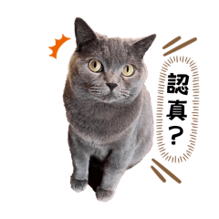 咪醬和はな兄妹日常