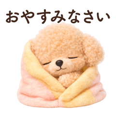 Everyday Words Toy Poodle