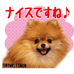 Twinklesnow犬舎の可愛いポメラニアン Line スタンプ Line Store