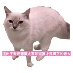 麻吉不是吃的是貓