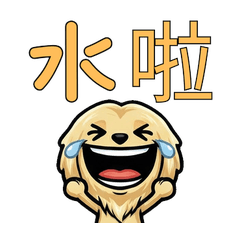 Taiwanese Afghan Hound  31st