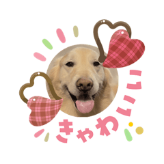 puyu_20260205133154