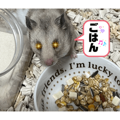 Shino_20260205203519