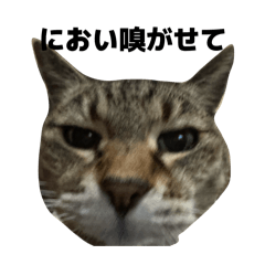 momojiri_20260205203859