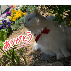 Tonkatu_20260205105841