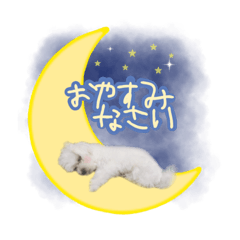 Maru(Maltese dog)