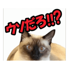 お酒とネコ好きな日常会話91