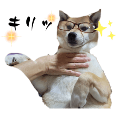 Daily with my shiba inu Sakura 2