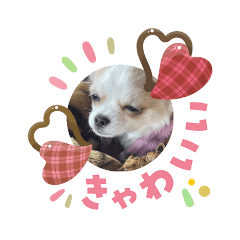 tanuz_20260205153533