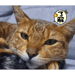 Yamamoto_20260205151448