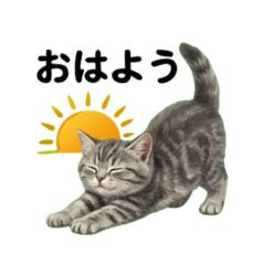 syunpii_20260205164625