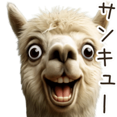 alpaca meme