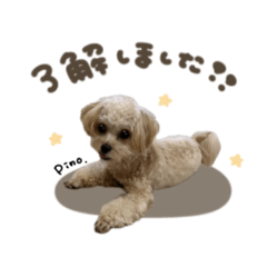 ピノちゃん.スタンダード