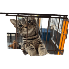 Furuya_20260205210804