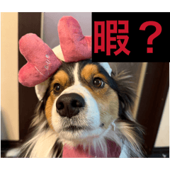 zibunsutanpu_20260205190547