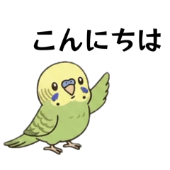 Hello! cute parakeets  1