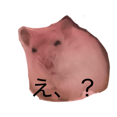 HONOKA_20260205212447