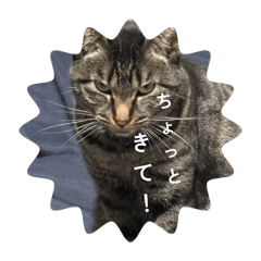 mikan_20260205212210