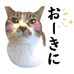 meganerock_20260206022448