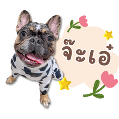 Chabakaew the little frenchie