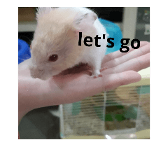 My little hamster(1)