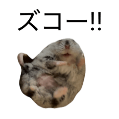 higuma_20260205191800