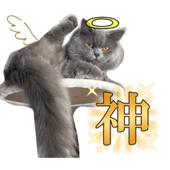 cairi_20260205185552