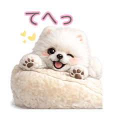 大人の気遣い。プードルとポメの丁寧な毎日