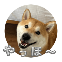 Ayumi_20260206093333