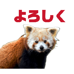 Animal_20260204071707