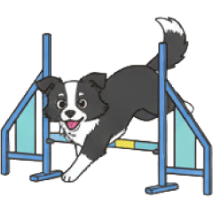 Border Agility Everyday Con...