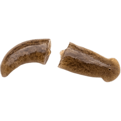 BIG! 플라나리아 실사