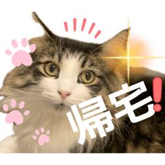 hito hito_20260205195432