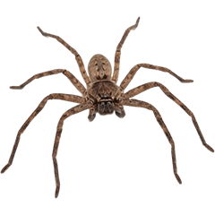 BIG! 아시다카거미 실사