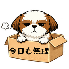 The Box Life of a Lazy Shih Tzu