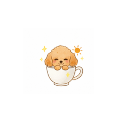 Sweet Teacup Poodle's Daily Life