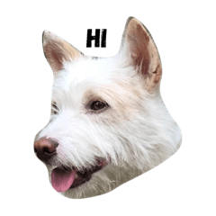 omohiter