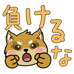 Round Face Brussels Griffon 21