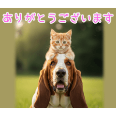 [ありがとうございます]バセットハウンド猫