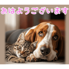 [おはようございます]バセットハウンドと猫