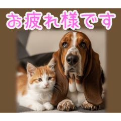 [お疲れ様です専用]バセットハウンドと猫