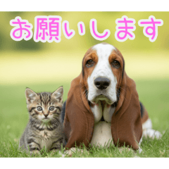 [お願いします専用]バセットハウンドと猫