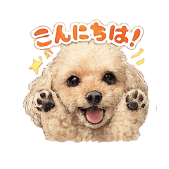 koropino_20260206104410