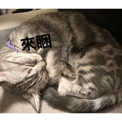 外八小貓哈基咪