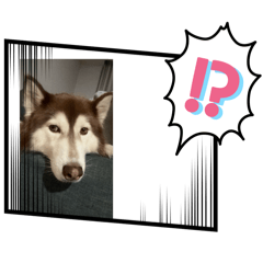 哈士奇 甜甜圈日常